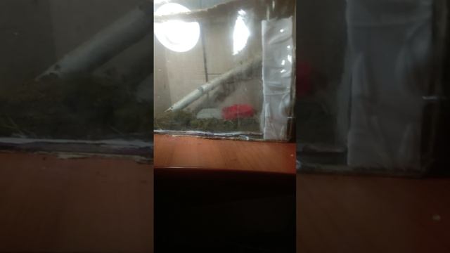 сделал тирариум для своей прыткой ящерицы, получилось интересно, что я сделал такой крутой тирариум