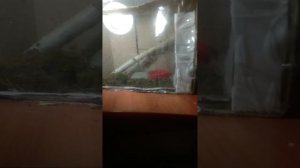 сделал тирариум для своей прыткой ящерицы, получилось интересно, что я сделал такой крутой тирариум