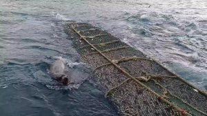 Встреча сивучей с рыбаками во время выборки трала — обычное явление