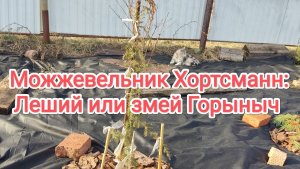 Можжевельник Хортсманн: Леший или змей Горыныч