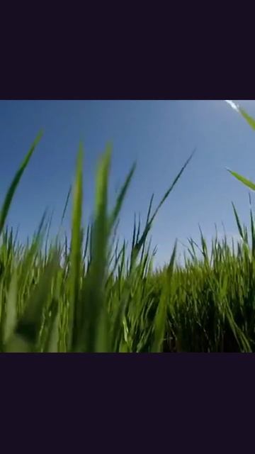 #поле #вдохновение #отдых #экология #сельское