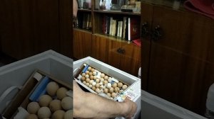 Инкубация куриного яйца