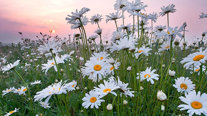 ПЕНИЕ  ДРОЗДА ОТ ДАВЛЕНИЯ