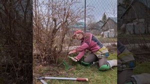 Обрезка жимолости