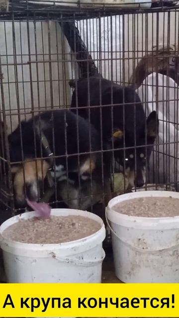 Для кормёжки собак нужна греча и геркулес #собака #приют #помощь #животные  #спасение #еда #крупа