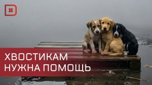 Наводнение в Махачкале затопило приют для бездомных животных, оставив собак в беде