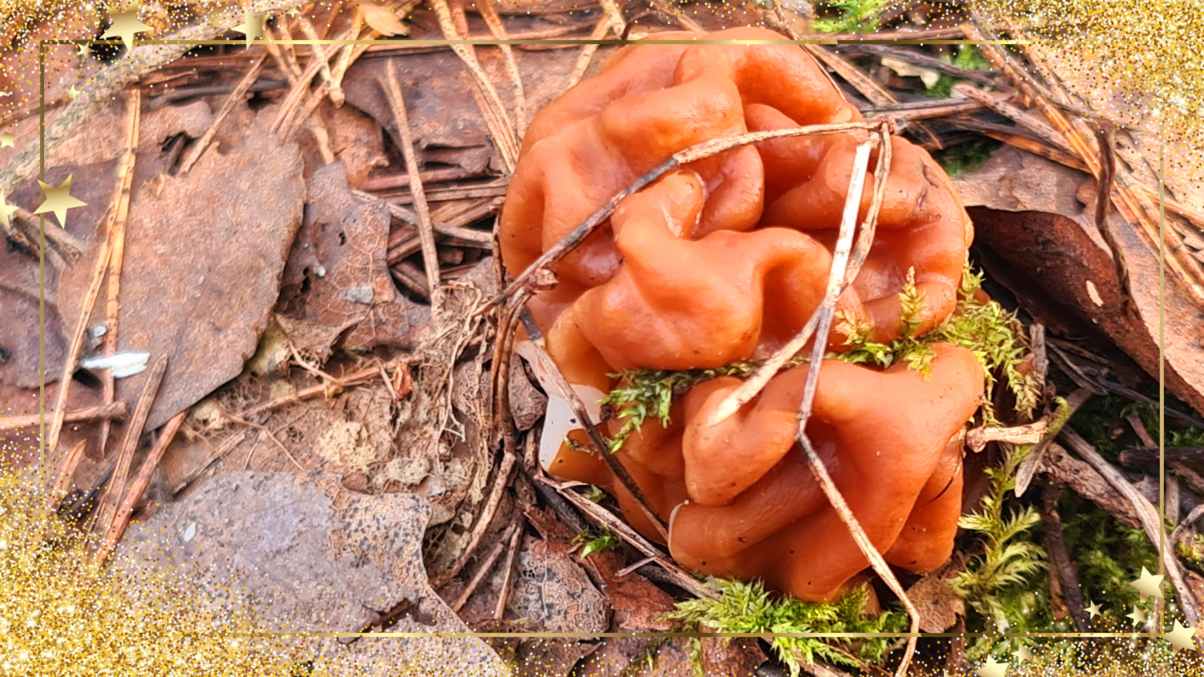 Ейск-Рошаль. Едем в лес, по грибы. Сморчки или строчки? Спорим... Александровка - огород Ольги.