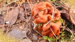 Ейск-Рошаль. Едем в лес, по грибы. Сморчки или строчки? Спорим... Александровка - огород Ольги.