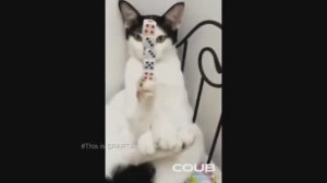COUB №45