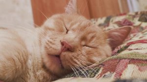 Рыжий кот спит. ч.11