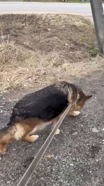 Гера на прогулке