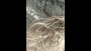 как собирать берëзовый сок