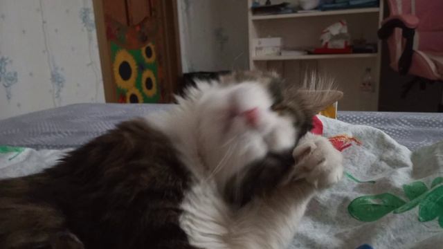 Котуська Котофеевич важно умывается