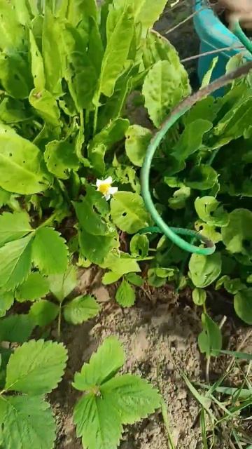 Зацвела клубника 🍓 14/04/26 Лен область #мари_мистик