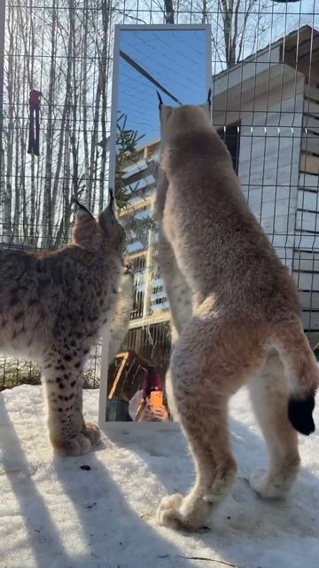 Рыси хотят пройти сквозь зеркало