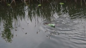 Бобр плывет с добычей