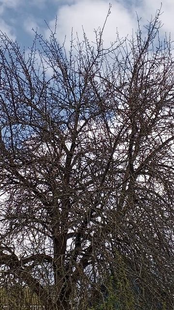 Скворец-латифундист