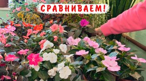 Подробное сравнение разных бальзаминов. Бальзамин Уоллера и бальзамин Новогвинейский