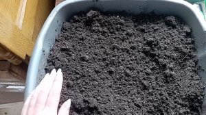 13.04-14.04.2026 год. Сеяла, пикировала, пересаживала. Мне нужен Ваш совет!!