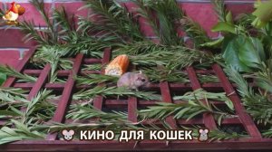 Видео для кошек про крысок развлекать питомцев 🐭🐀😂 (500)