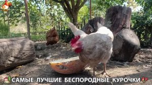 Забавные курочки несушки на сельском подворье 🤗😂😜 (135)