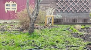 Делаю наклонную шпалеру для огурцов