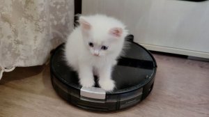 Мама-кошка наблюдает, как её котёнок включает пылесос.  Котёнок Микки сломал пылесос.