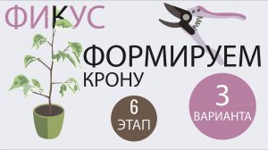 №128. Фикус Бенджамина. Этап 6.  Когда что-то пошло не по плану.