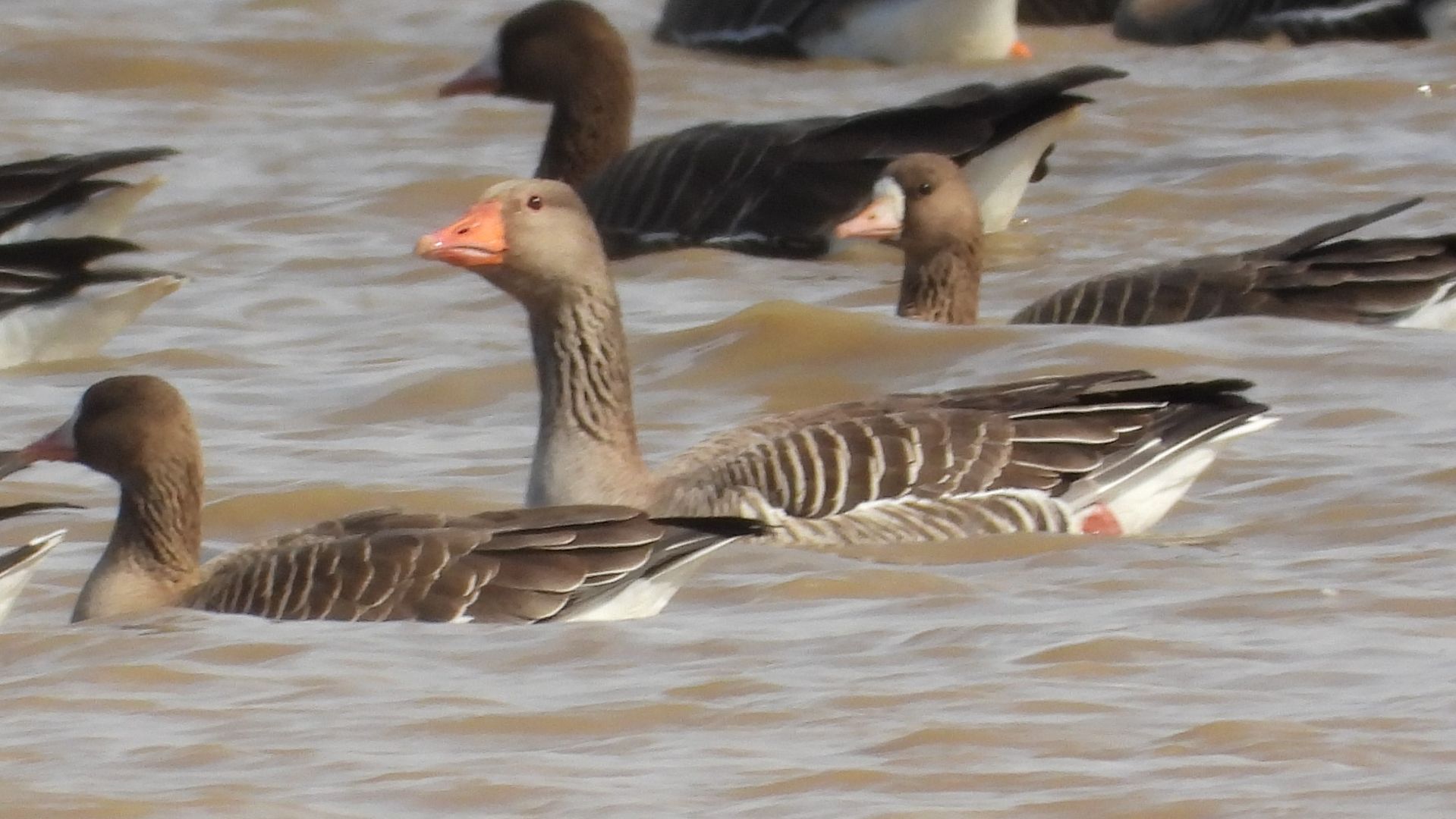 Гусь Серый, Anser Anser, Красная Книга РФ, наблюдение птиц в Новгородской области, 14 апреля 2026