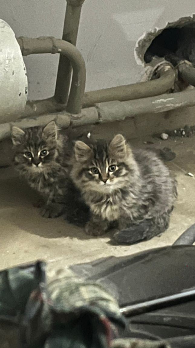 Последний островок тепла для двоих сирот