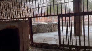 Показываю, как медведь Степан, ставший звездой, живёт теперь.