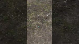 я иду домой