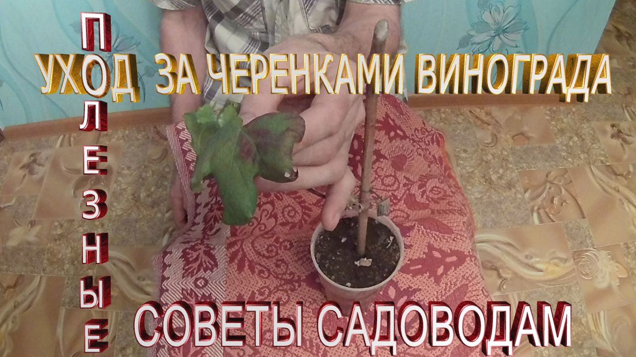 Виноградарство.Полезные советы садоводам.Ошибки начинающих виноградарей.Уход за молодым саженцем