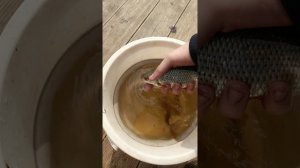 зарыбление пруда и рыбалка на поплавок