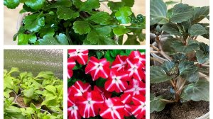 Закрываю сезон черенкования! Новый Экспонат!