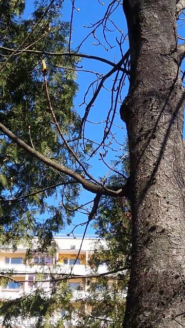 Синица поет