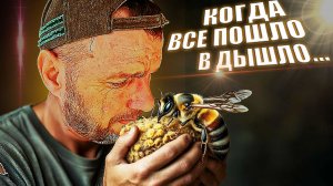 Что с пчелами? Снова ремонт, и когда тебя подводит доктор - это прикол?