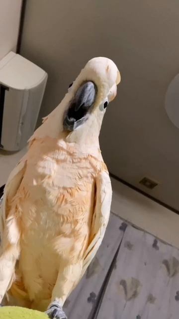 С таким попугаем и будильник не нужен