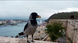 Россиянам может грозить штраф за кормление ворон у дома