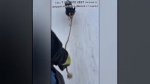 Помогите ВЫВЕЗТИ Собаку🙏🏼 Малышка Понка попала в усыпалку города ГОМЕЛЬ с детьми + на сносях.