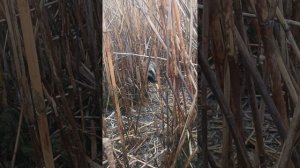 Знакомьтесь, новосёл пустеющего хутора - барсук.