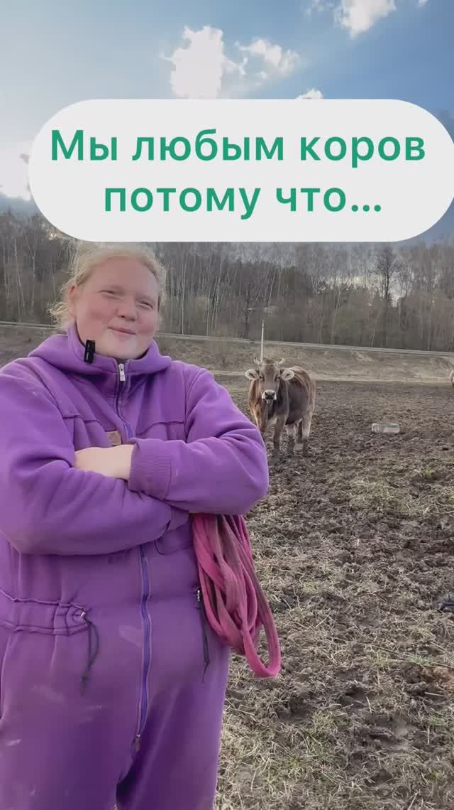 Мы любим коров
