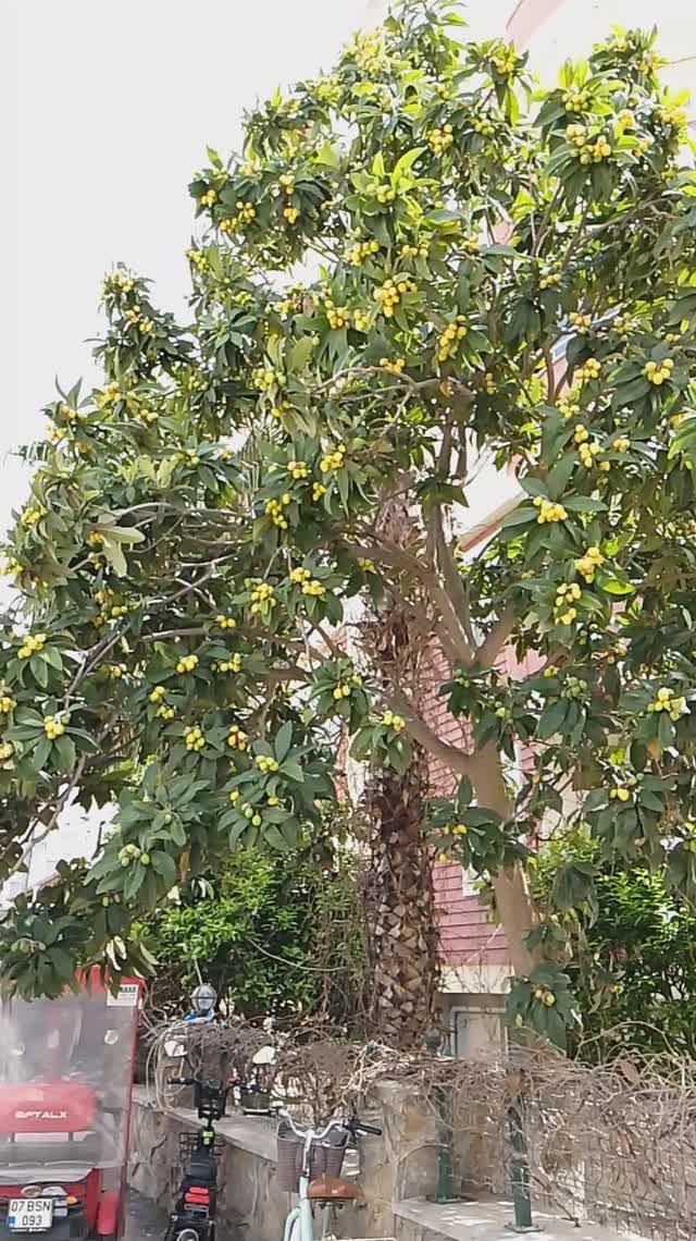 Погода в Аланье 14 апреля ⛅+19°🌊+19°. ТУРЦИЯ 2026.