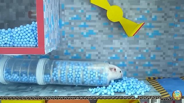 Хомячок убегает из красочного лабиринта с пауком! 6 часть