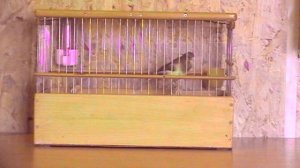 1. 04.02.26г. Пёстрый №255  08.02.2025г.р.