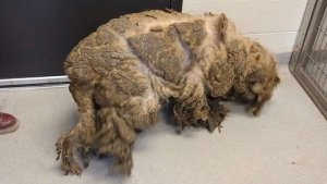 Он был в таком плачевном состоянии, что в нём сложно было разглядеть живое существо