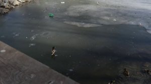 На ручье Суховском у уток(фпк Кемерово)