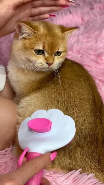 Спа-день для моей кошки Ники #кошка #коты