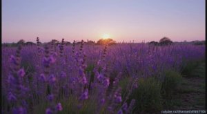 Нейрососредоточение: ИИ‑видео для сброса суеты и мозговой перезагрузки