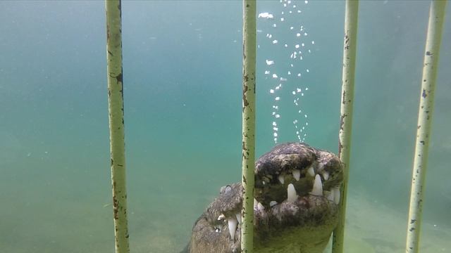 Зимбабве: погружение в клетке к крокодилам